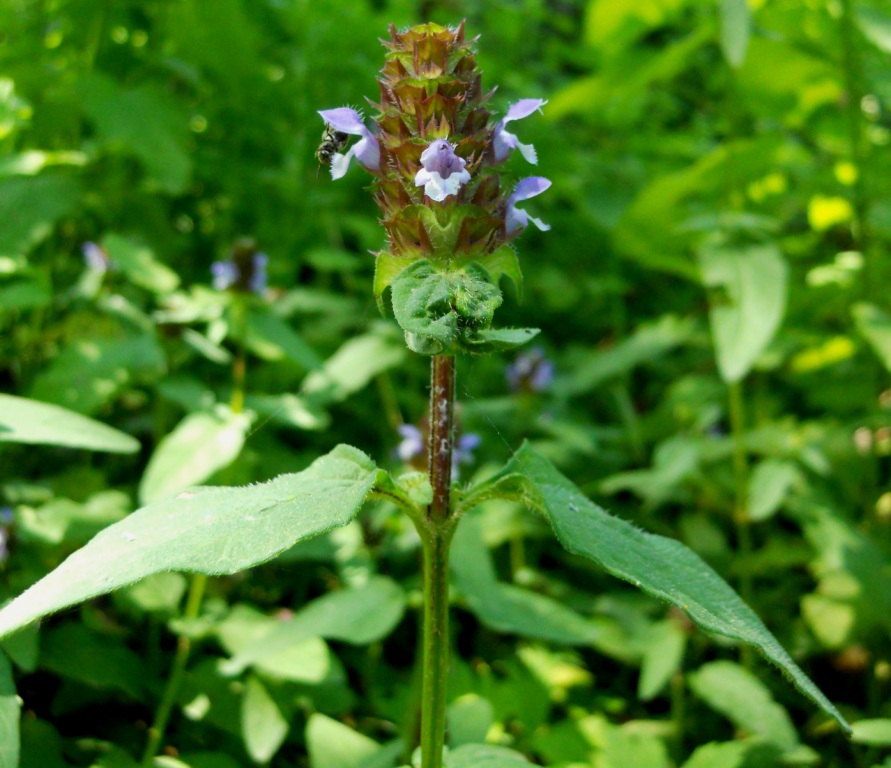 Prunella vulgaris